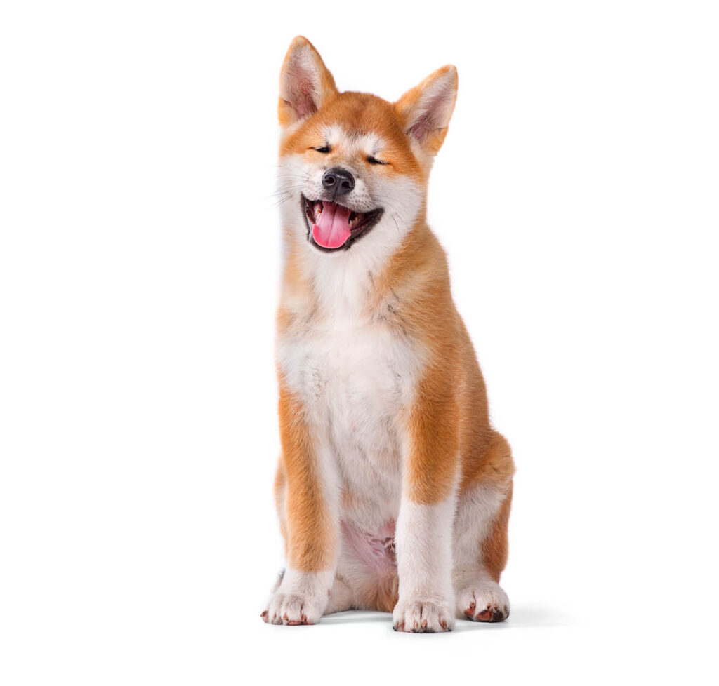 Akita Inu