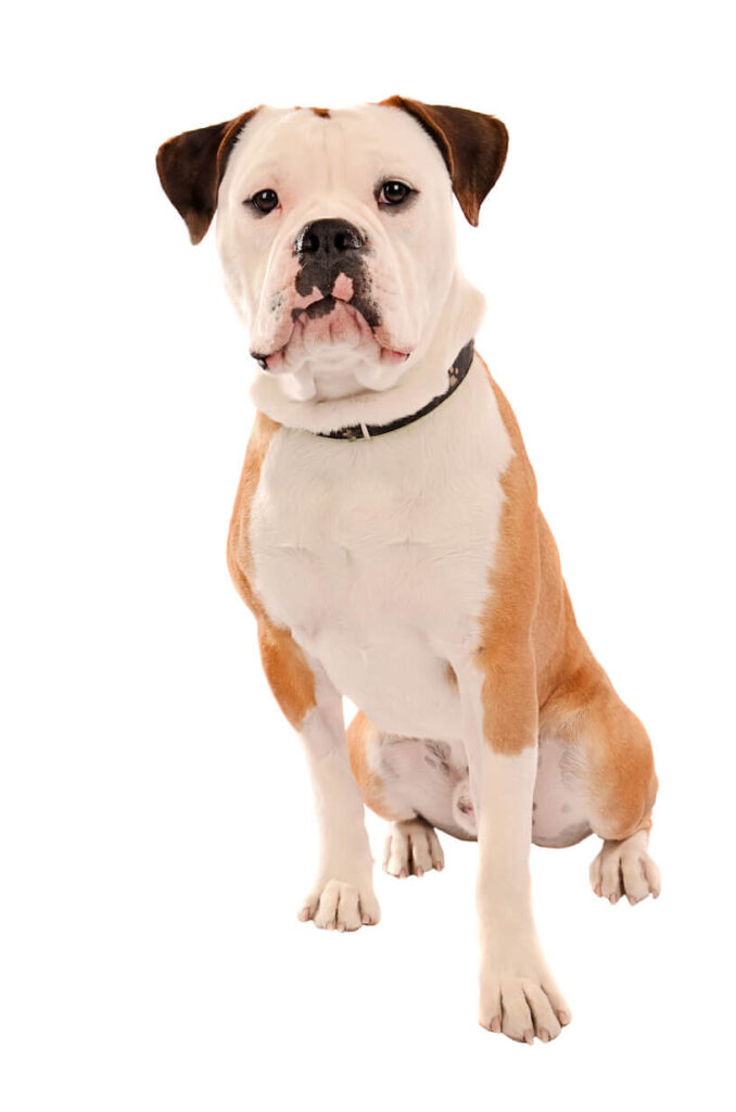 Olde English Bulldog