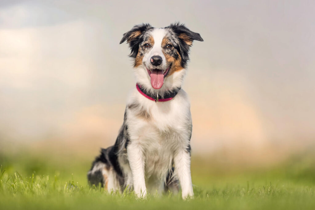 Australian Shepherd