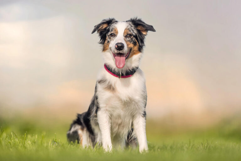 Australian Shepherd