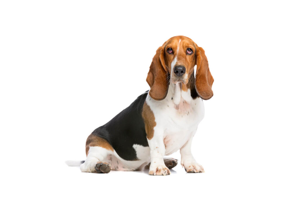 Basset Hound