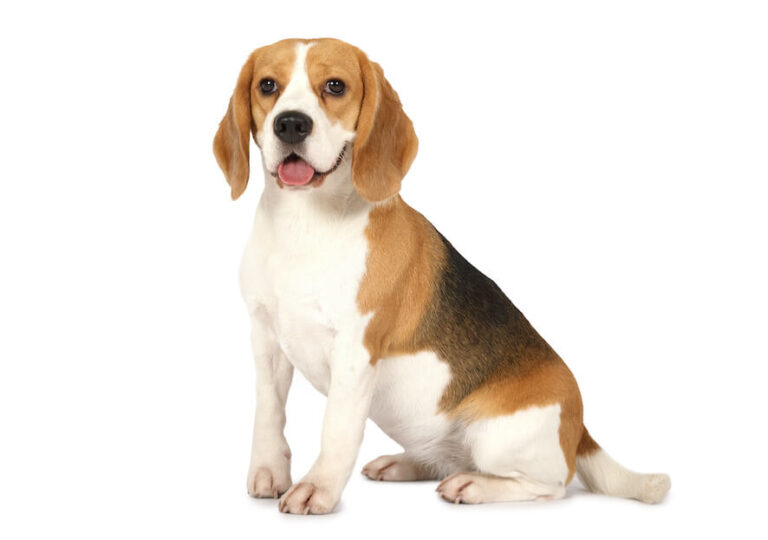 Beagle