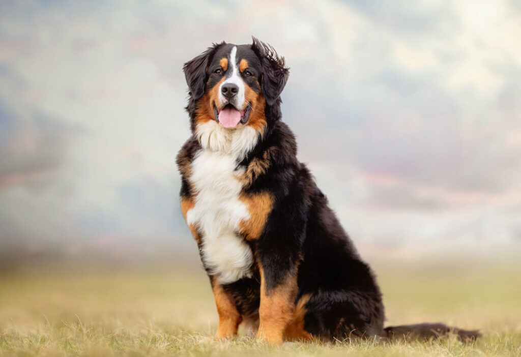 Berner Sennenhund