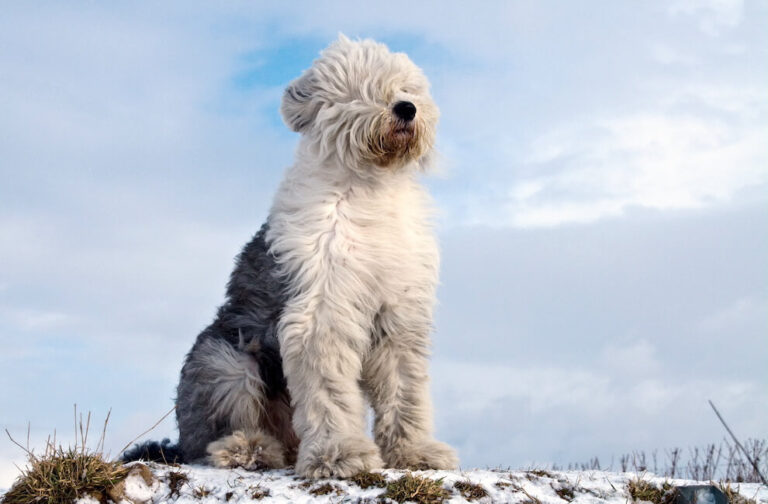 Bobtail