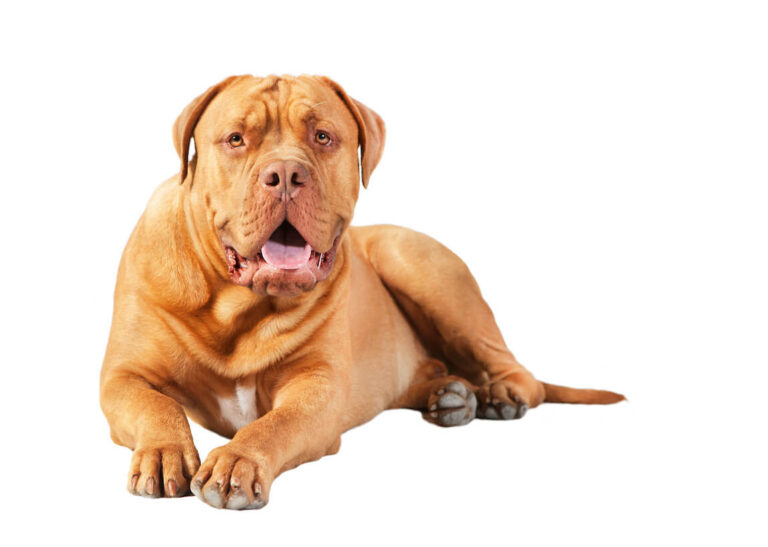 Bordeaux Dogge
