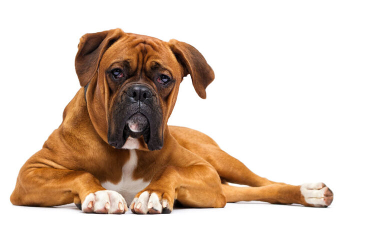 Boxer