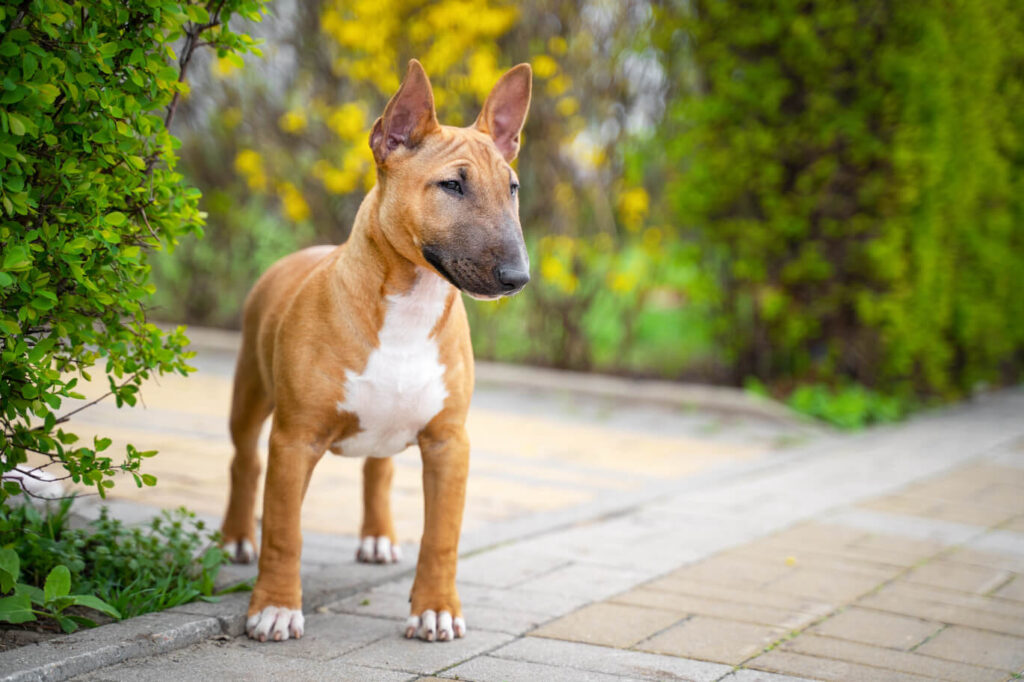 Bullterrier