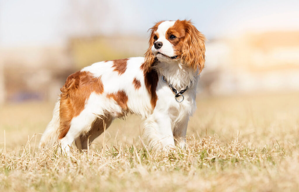 Cavalier King Charles Spaniel