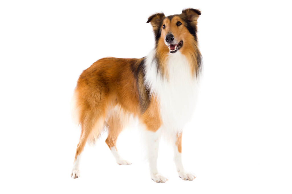 Collie