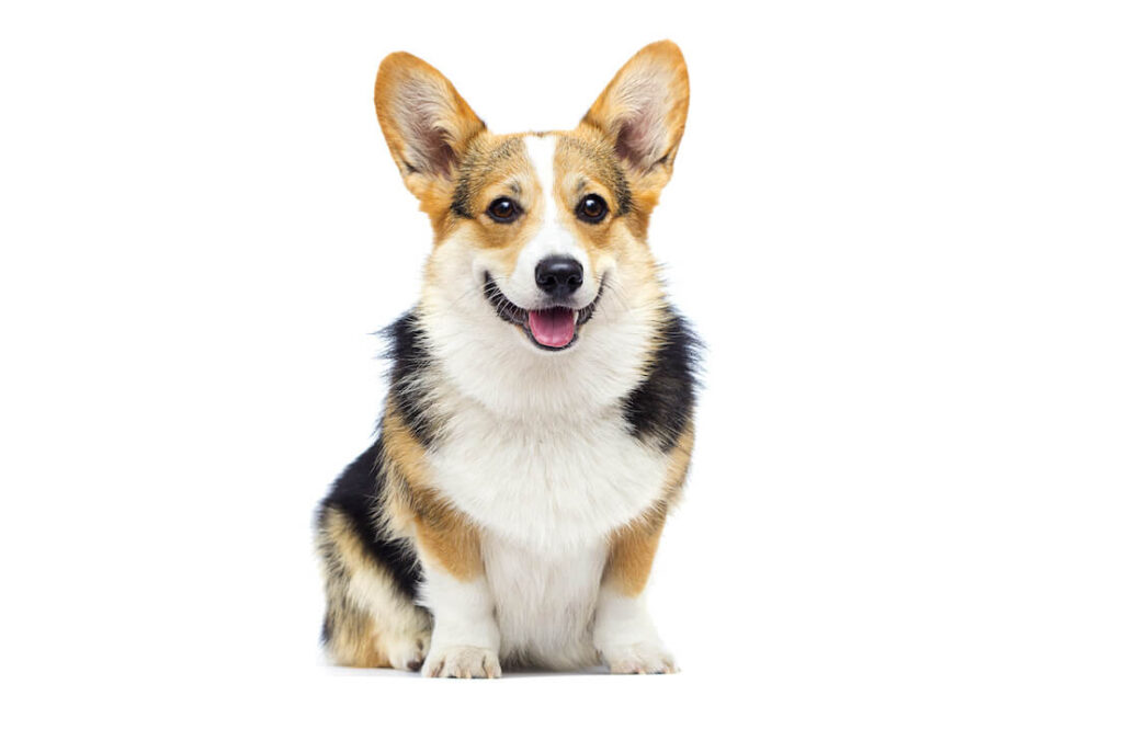 Welsh Corgi