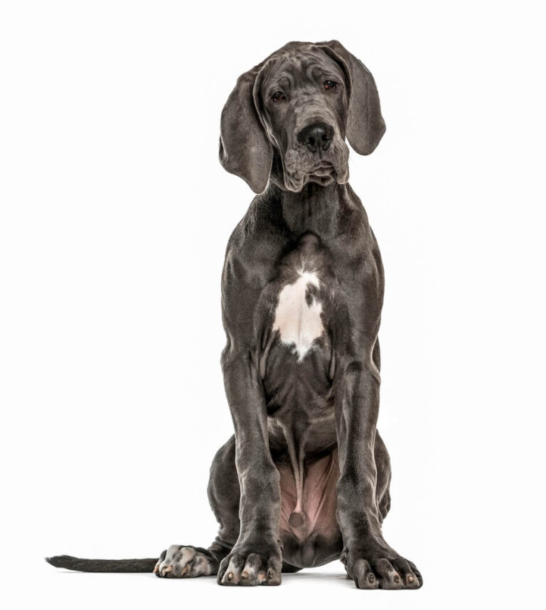 Deutsche Dogge