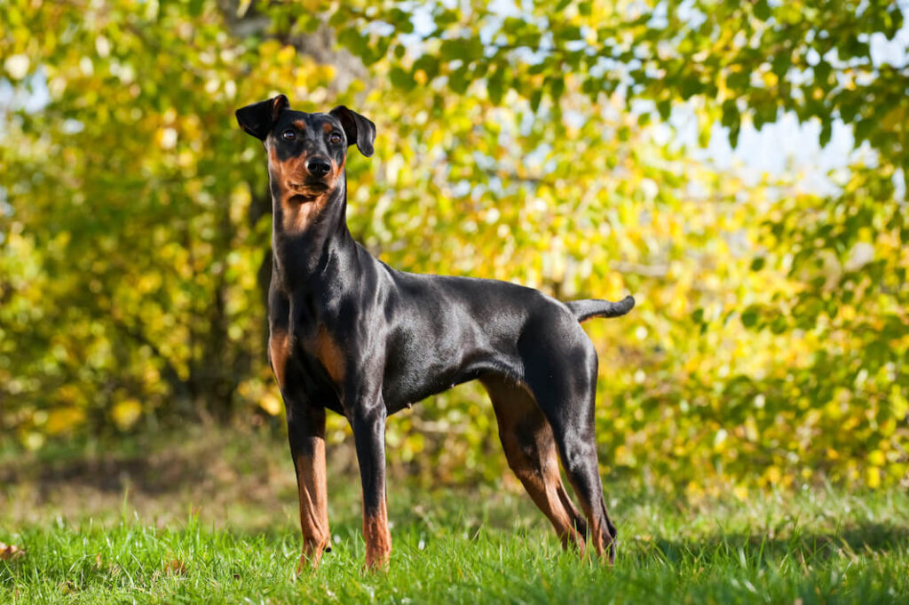 Deutscher Pinscher