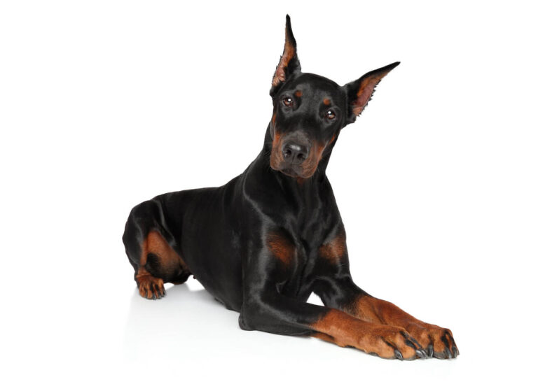 Dobermann