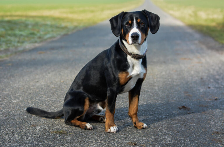 Entlebucher Sennenhund