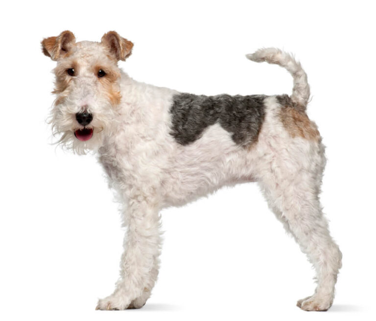 Foxterrier