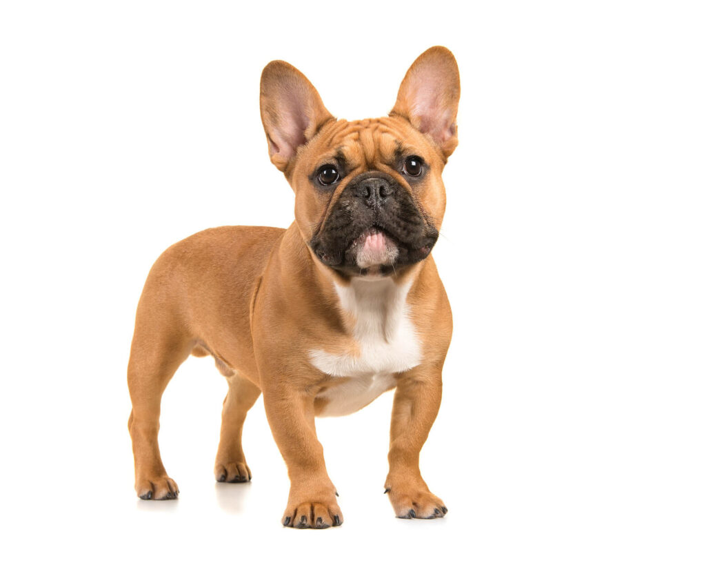 Französische Bulldogge