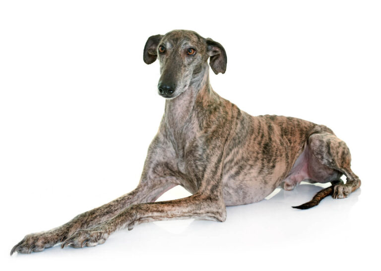 Galgo Español