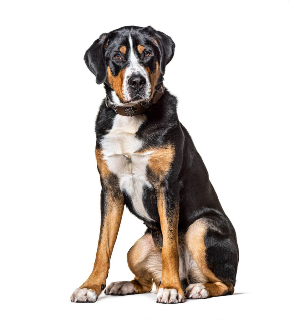Großer Schweizer Sennenhund