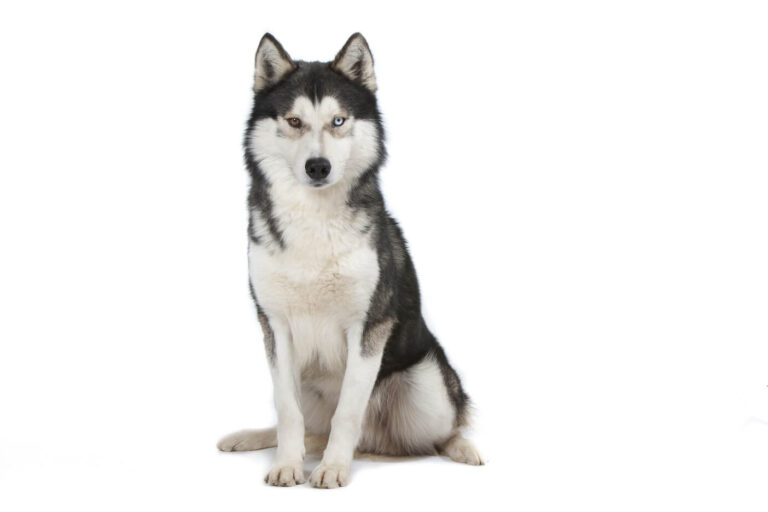 Siberian Husky