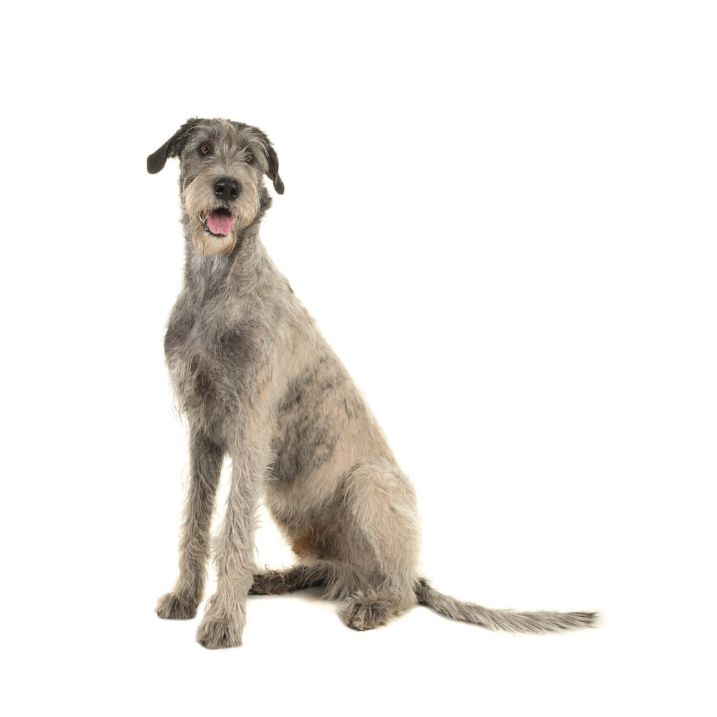 Irischer Wolfshund
