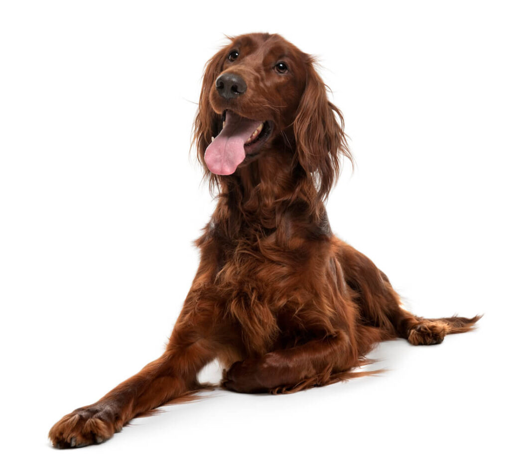 Irish Setter