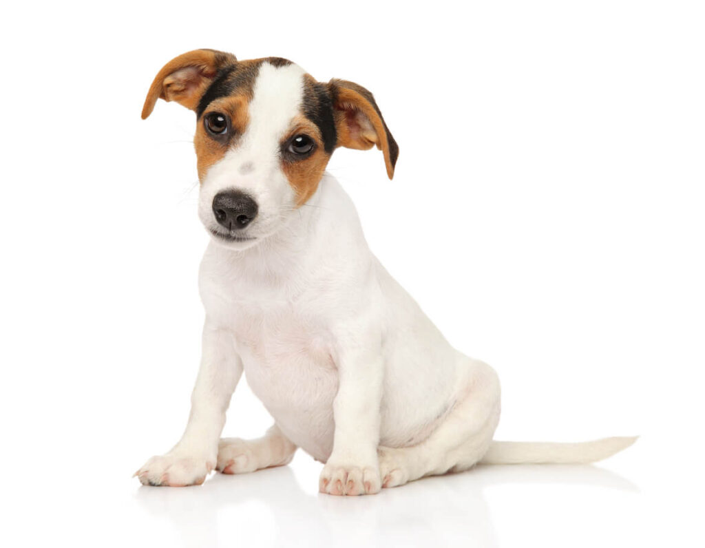 Jack Russell Terrier
