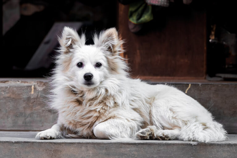 Japan Spitz