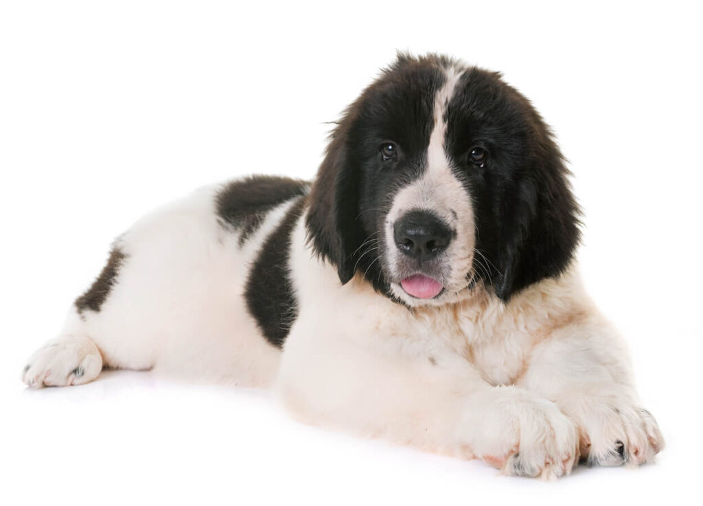 Landseer