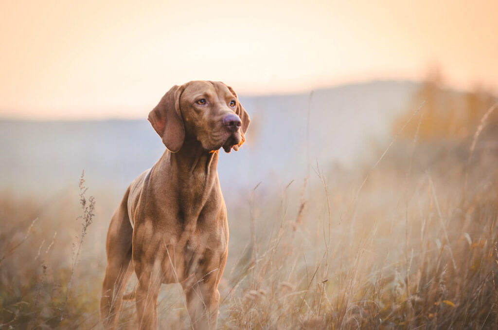 Magyar Vizsla