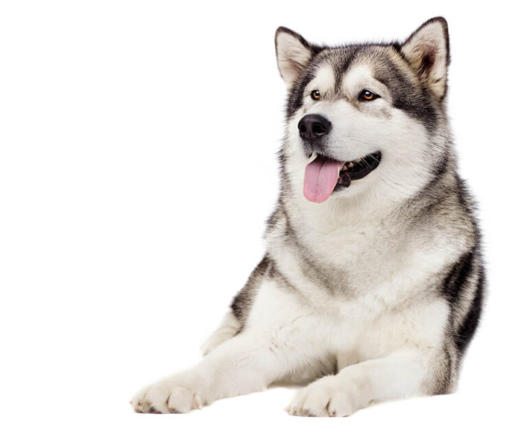 Alaskan Malamute