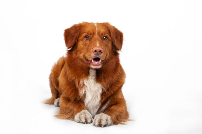 Nova Scotia Duck Tolling Retriever
