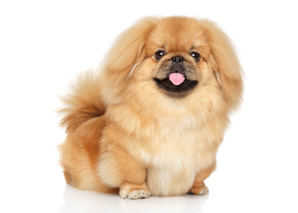 Pekingese