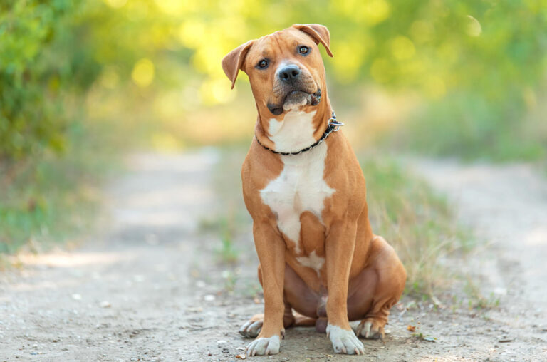 Pit Bull Terrier
