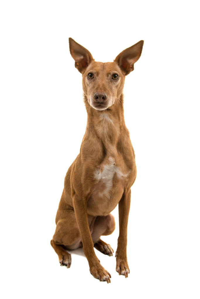 Podenco