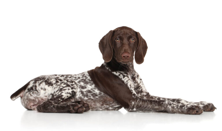 Pointer