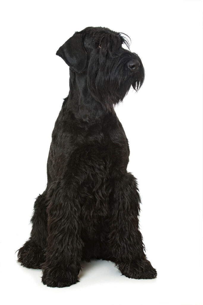 Riesenschnauzer