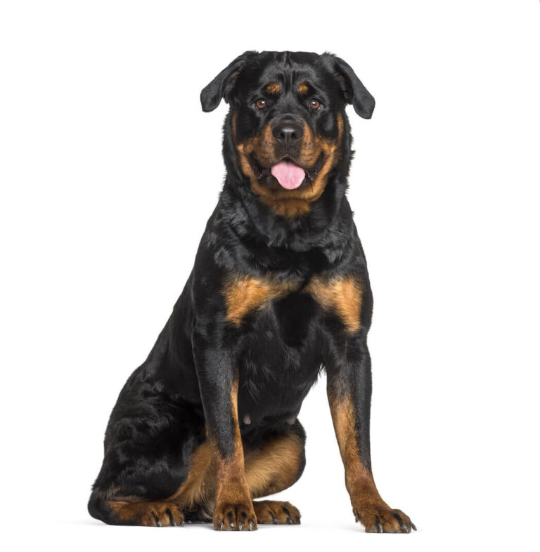 Rottweiler