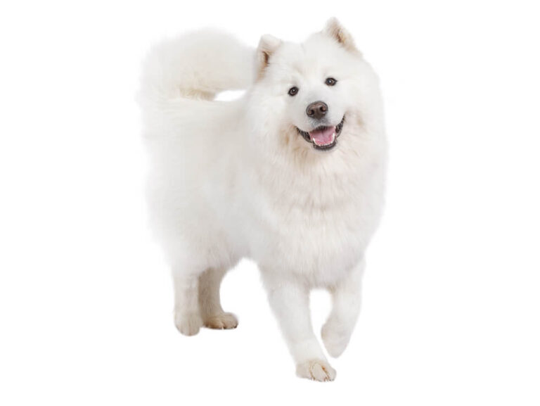 Samojede