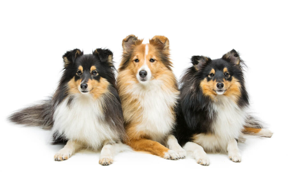 Sheltie