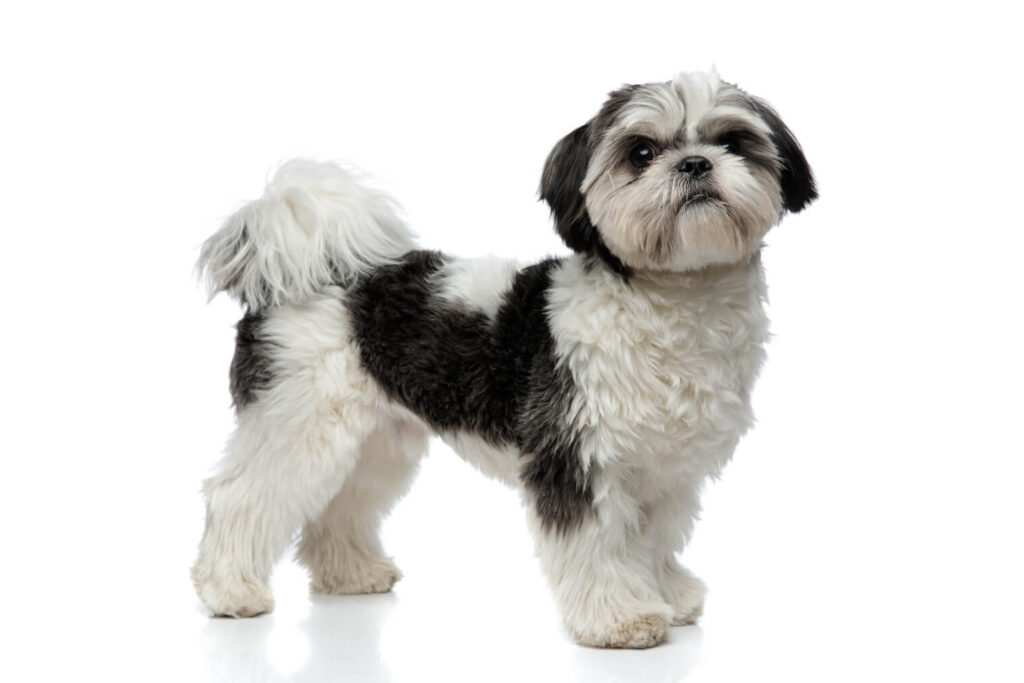 Shih Tzu