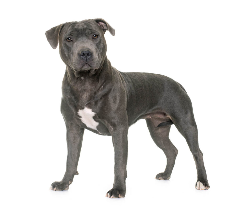Staffordshire Bullterrier
