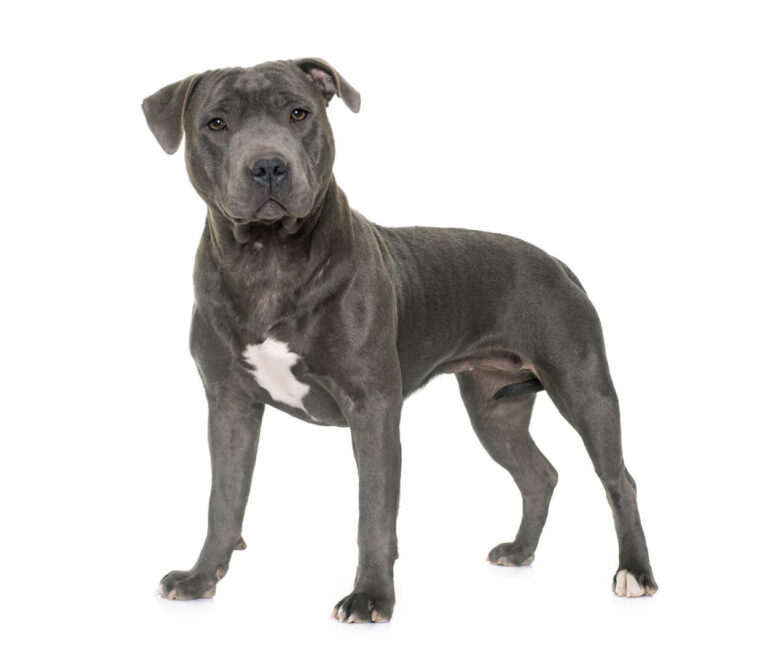 Staffordshire Bullterrier
