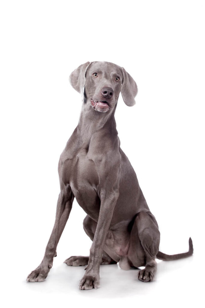Weimaraner