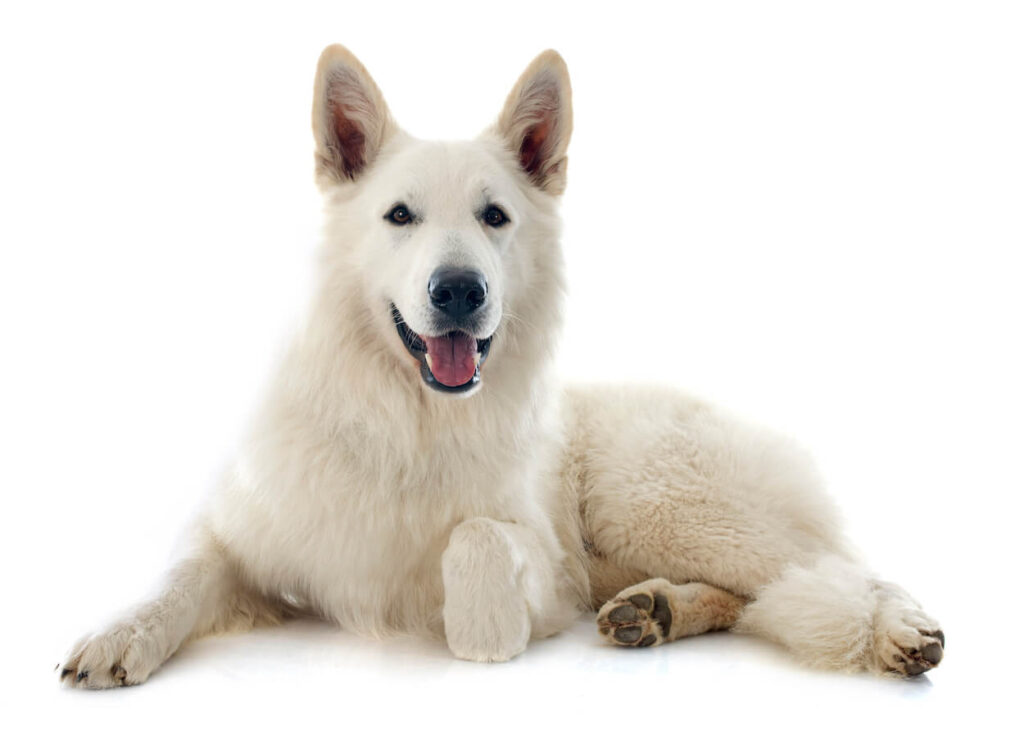 Weißer Schweizer Schäferhund