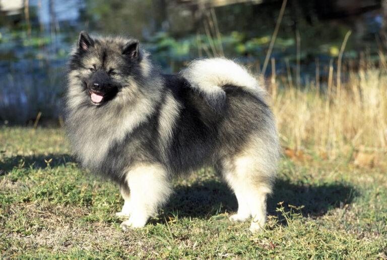 Deutscher Wolfsspitz